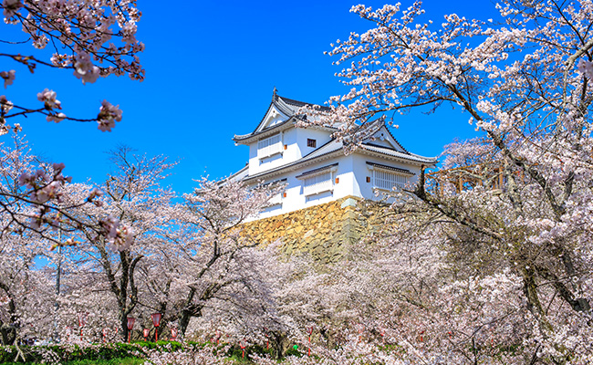 津山城址(鶴山公園)